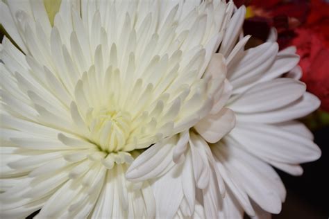 White Macro Flower Vine Blossoms Free Stock Photo - Public Domain Pictures