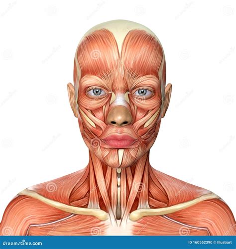3d Illustration of Female Head Muscles Anatomy Stock Illustration - Illustration of view, head ...