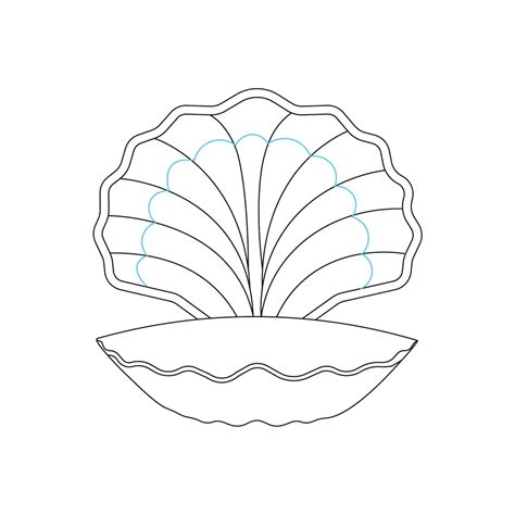 Seashell Drawing Tutorial 的图像结果