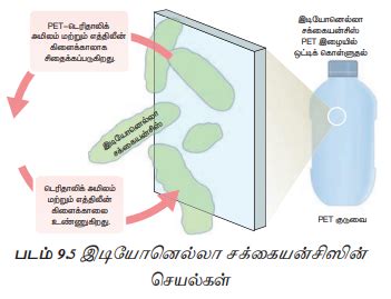 உயிரியத்தீர்வு - விலங்கியல் | Bioremediation - Zoology | in Tamil