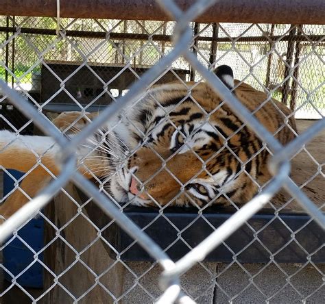 IN-SYNC EXOTICS (2025) All You Need to Know BEFORE You Go (with Photos ...