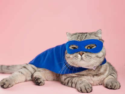 Cat Runway 的图像结果