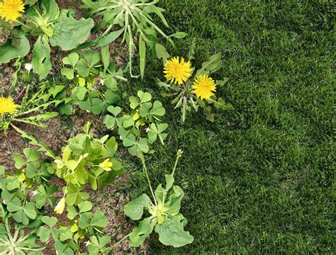 How to Kill Weeds With Rock Salt