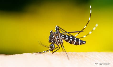 蚊子的习性和特征__凤凰网