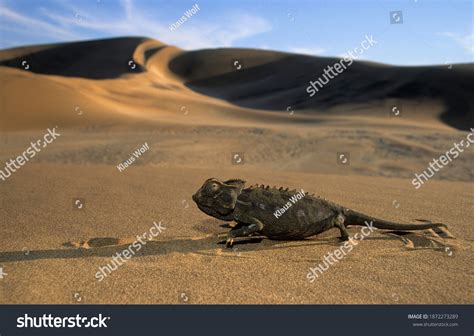 Namib Desert Animals