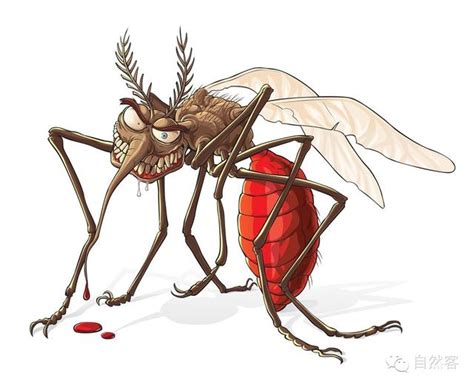 人类的老冤家：常见的蚊子究竟有哪些？