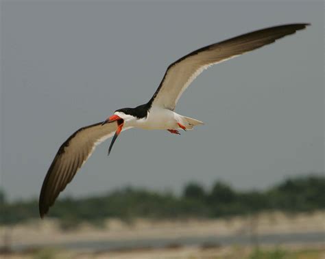 Free picture: black, skimmer, bird, flight, close