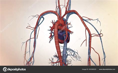 Animation Human Male Blood Circulation System Illustration Stock Photo by ©soundpic 553399320