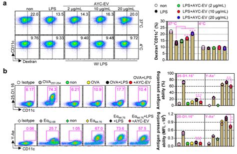 Immunological Effects of Aster yomena Callus-Derived Extracellular ...