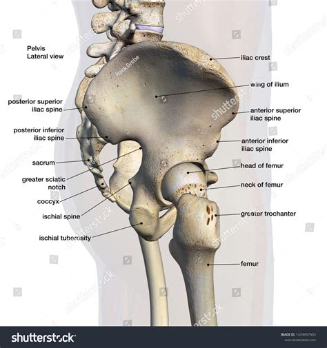 Pelvic Hip Bones Labeled Side View Stock Illustration 1433957303 ...