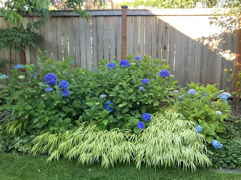 Nikko Blue Hydrangea Hedge I Bought A Pair Of Nikko Blue Hydrangeas In