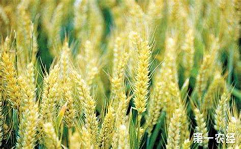 河北预计到2020年强筋小麦生产种植面积可达400万亩 - 地方动态 - 第一农经网