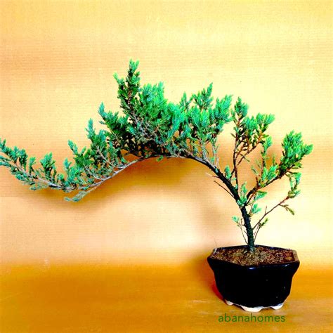 15 Peace Lily Benefits: From Air Purification to Stress Relief – abana ...