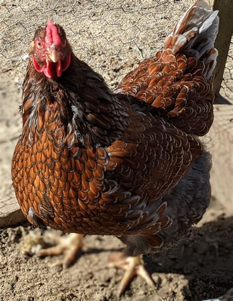 Splash Blue Laced Red Wyandotte