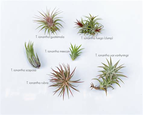 Tillandsia Air Plant Names 6 Pack* Premium Air Plants Mix *Cannot Be