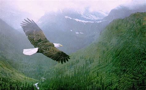 如果你想像雄鹰一样翱翔天空，那你就要和群鹰一起飞翔