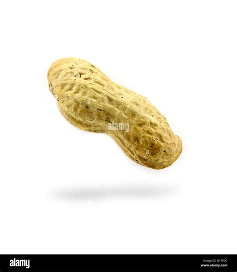 Image result for Bumpy Shell Turtle