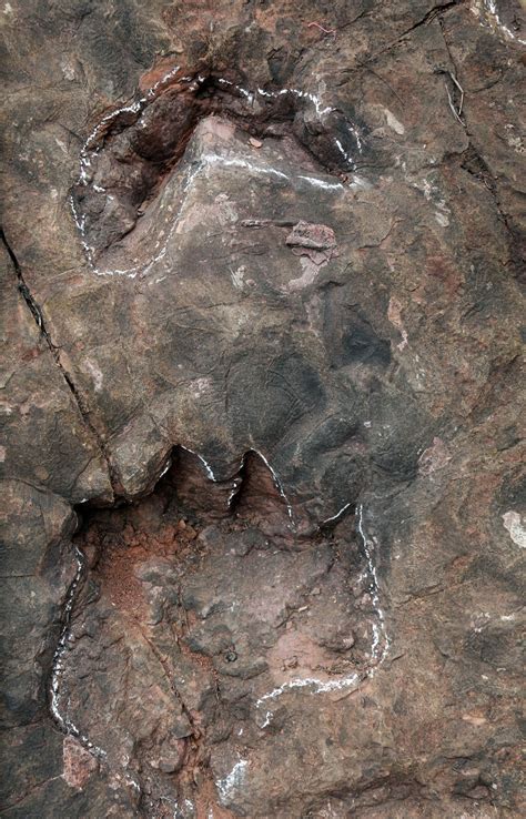 科技文摘 _ 两亿年前的脚印！贵州茅台镇发现中国侏罗纪早期最大规模蜥脚类恐龙足迹群