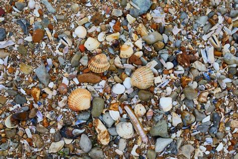Image result for Beach Sea Shells