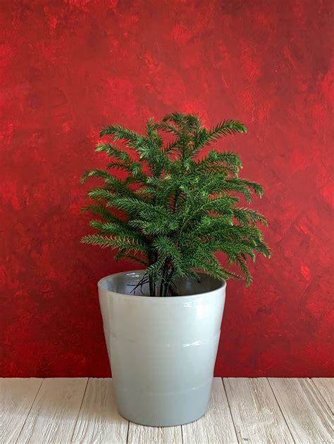 Care Of Indoor Pine Trees Costa Farms Norfolk Island Pine Decorated