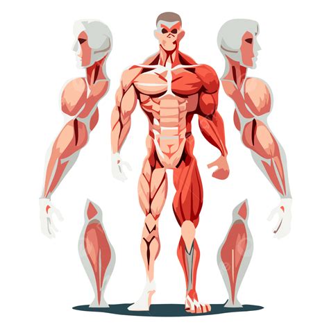 Muscular System, Sticker Clipart Muscle Concept Vector Illustration ...