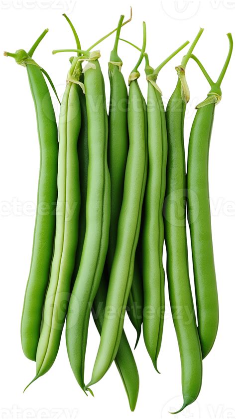 Green Beans vegetable isolated - Green Beans clipart - French beans ...