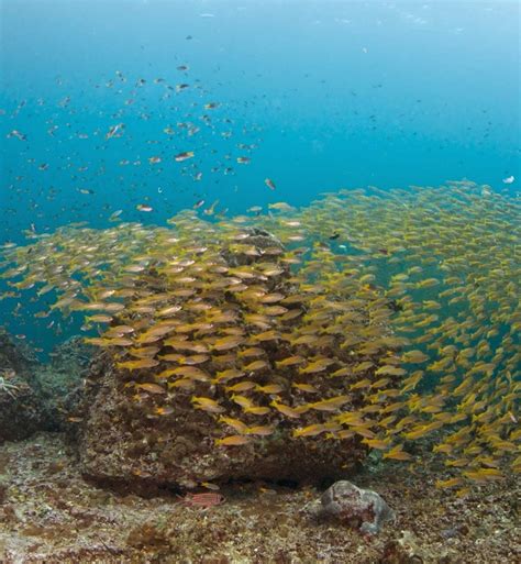 Create Unforgettable Memories with a Half Day Dive in Phi Phi Island at ...