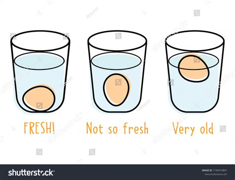Easy Fresh Eggs Test Glass Water Stock Vector (Royalty Free) 1730410891 ...