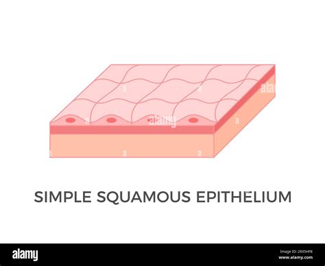 Simple Squamous Epithelium Labeled