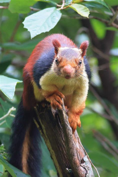 Giant, Multi-Color Malabar Squirrel Goes Viral: Photos
