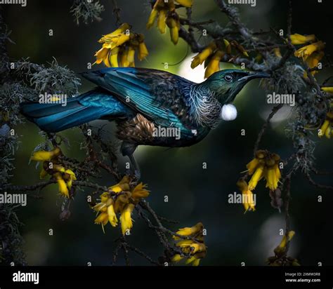 New Zealand native Tui bird feeding on Kowhai flowers Stock Photo - Alamy