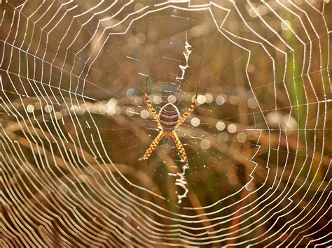 Image result for Databricks for SQL