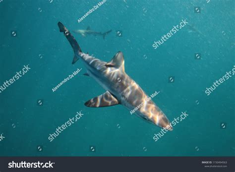 Bronze Whaler Shark Anatomy at Imogen Andrade blog