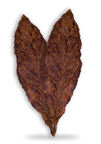 Kentucky Fire Cured | SPK Group