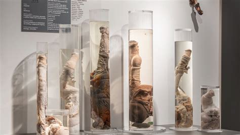 Phallological Museum in Iceland | Penis Museum in Iceland