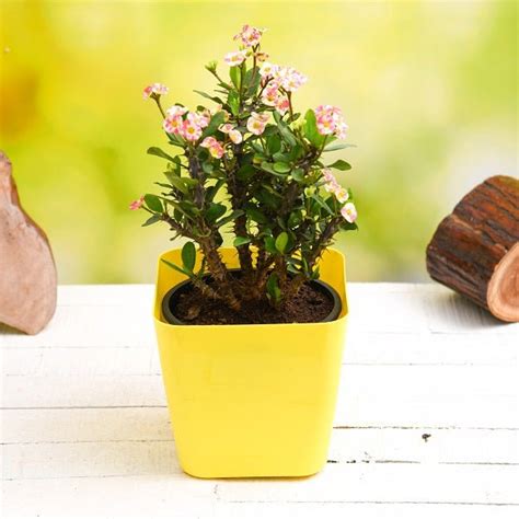 Buy Perennial Plants online from Nurserylive at lowest price.