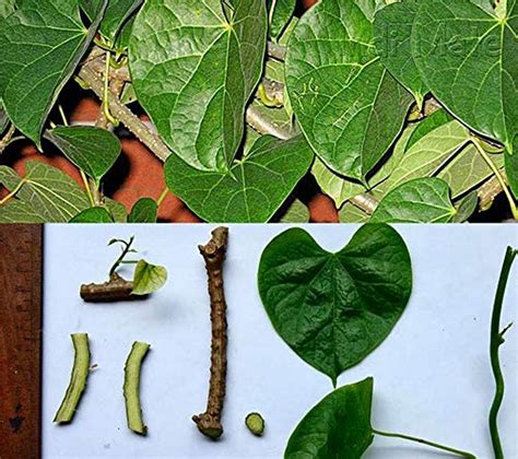 Creative Farmer Live Plant Herbaceous Vine Garden Giloy, Gulvel ...