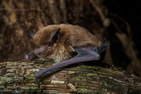 1,500th Bat Species Discovered in Africa's Equatorial Guinea - Bat Conservation International