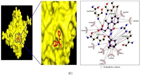 Network Pharmacology Study to Interpret Signaling Pathways of Ilex ...