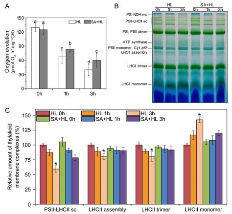 Salicylic Acid Protects Photosystem II by Alleviating Photoinhibition ...