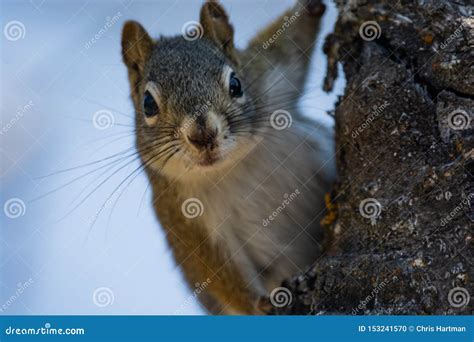 Image result for Squirrel Tree Guard
