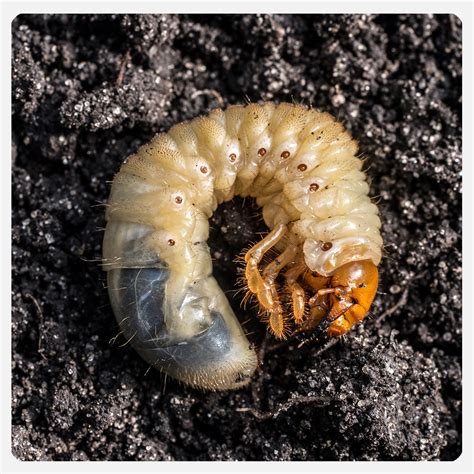 Grub Worm Identification Chart Anyone Know What Beetle This Larvae