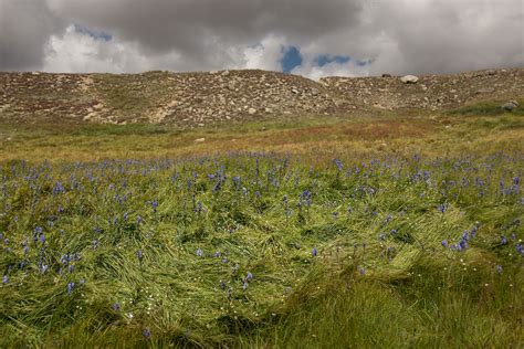 Temperate Grassland Plants List