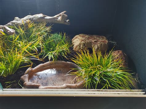 Buy Dwarf Miniature Golden Sweet Flag Plants - FREE SHIPPING - 10 Count ...