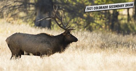 2021 Colorado second draw tag list plus information to help you apply ...