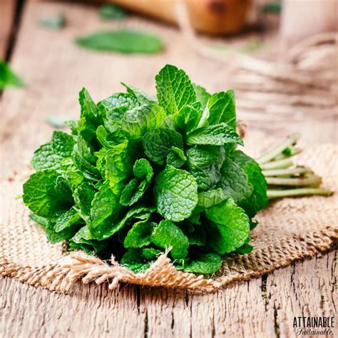 Growing Mint (+ Five Fun Varieties to Try!)