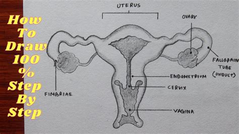 Image result for Female Reproductive System Animation