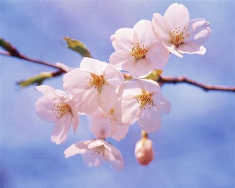 春暖花开图片-自然风景图 ,自然风景,春暖花开类