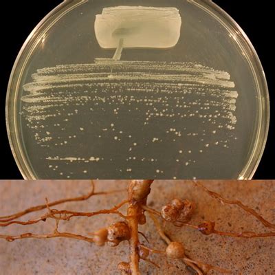 Nutrition in bacteria — lesson. Science State Board, Class 9.
