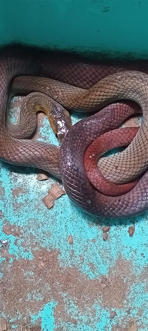 My beautiful brown rat snake : r/snakes